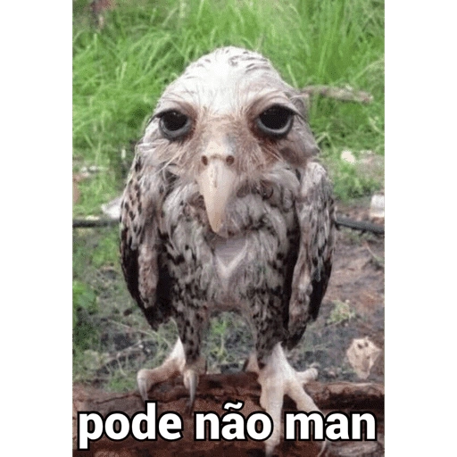 Figurinhas Pode não man para whatsapp
