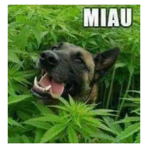 Figurinhas Miau para whatsapp