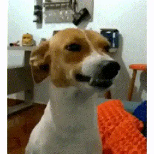 Figurinhas Cachorro sorrindo para whatsapp
